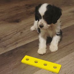 Daisy - Black and white female Cavapoo puppy in Wentworth, Missouri from Newton County Cavaliers LLC