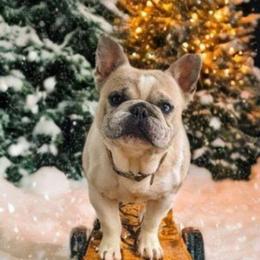 Rico Suave (Rico) - Blue fawn male French Bulldog puppy in Fort Atkinson, Wisconsin from Bishop Bullyz