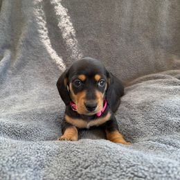 Dachshund Puppies from Dixie Dachshund Delights