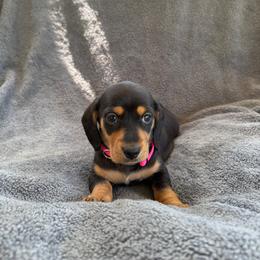 Dachshund Puppies from Dixie Dachshund Delights