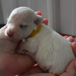 Yellow Boy - White male Miniature Schnauzer puppy in Oneonta, Alabama from Murphree Valley Kennels