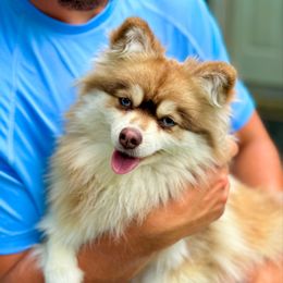 Claire - Pomsky