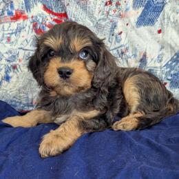 Hoover-F1 - Merle male Cavapoo puppy in Placerville, California from Quartz Mountain Doodles