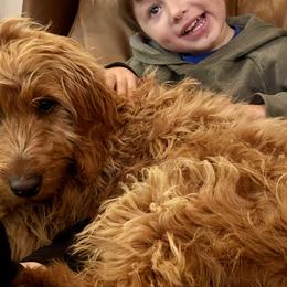 Bernedoodles and Golden Mountain Doodles from Cumberland Companions