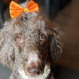 Poodles from Barren River Bernedoodles and Poodles