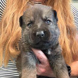 Pink collar - Sable female German Shepherd puppy in Canterbury, Connecticut from Nachtwaechter German Shepherds, LLC