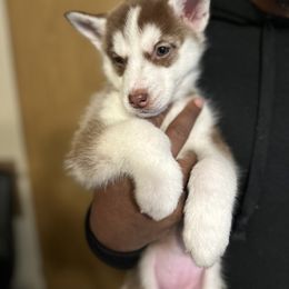 Siberian Husky Puppies from Feazell’s Siberian Huskies