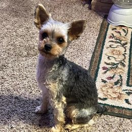 Naomi - Yorkshire Terrier