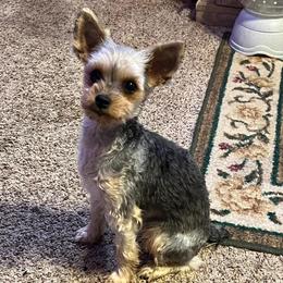 Naomi - Yorkshire Terrier