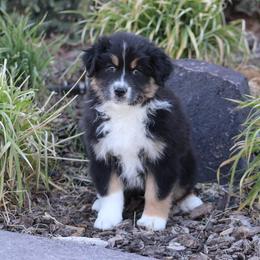 Bandit - Black tri-color male Australian Shepherd puppy in Circleville, Utah from Canyon Creek Aussies