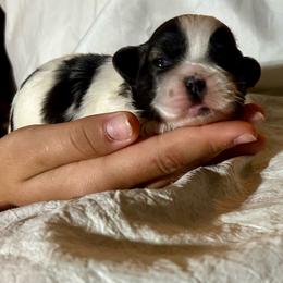 Bella - Tricolor female Shih Tzu puppy in Skipperville, Alabama from Nay Nay’s Babies