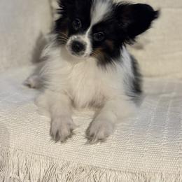 Papillon Puppies from Lena Cherkas