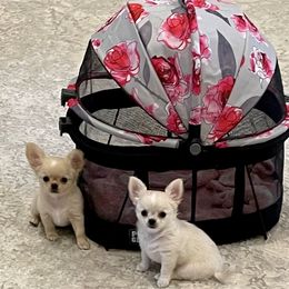 Chihuahua Puppies from Bijou Chihuahua’s