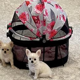 Chihuahua Puppies from Bijou Chihuahua’s
