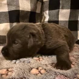 Light Blue - Charcoal male Dilute Retriever puppy in Marion, Illinois from Summer Lovin’ Labradors of Southern Illinois