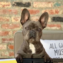 French Bulldogs from French Paws