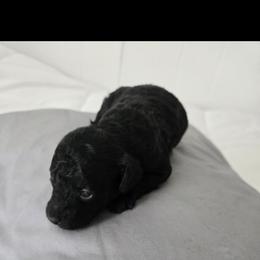 Ella - Black female Poodle puppy in Lucedale, Mississippi from Simply Poodle