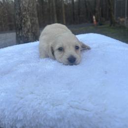 Cooper - Cream male Dachshund puppy in Newport, Tennessee from Foothills Mini Doxies