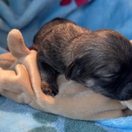 Chocolate sable male - Chocolate sable male Havanese puppy in East Lansing, Michigan from VanCort's Happy Havanese