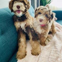 Bernedoodle Puppies from Cam’s Doodlez