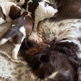English Springer Spaniel puppies from Krysak’s Springer Spaniels