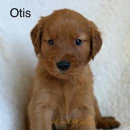 Otis - Dark golden male Golden Retriever puppy in La Verne, California from 4LoveofGoldens