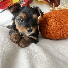 Ocean - Black and tan male Yorkshire Terrier puppy in Riverside, California from Empire Yorkies