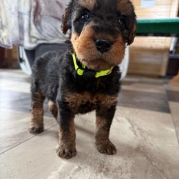 Boy 1 (Green) - Black and tan male Airedale Terrier puppy in Holton, Michigan from Yoder’s Airedale Terriers