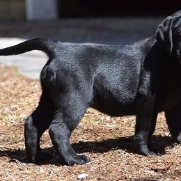 Labrador Retrievers from Lochbuie Labradors