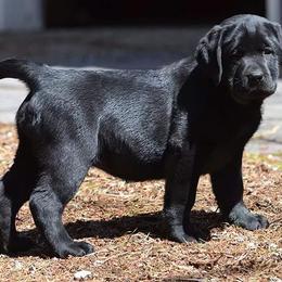 Labrador Retrievers from Lochbuie Labradors