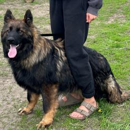 Thor - German Shepherd