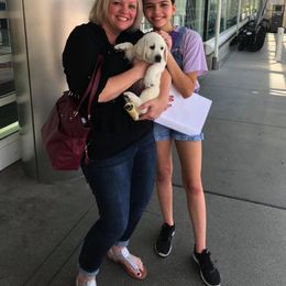 Labrador Retriever Puppies from BOI Gulf Coast Labradors