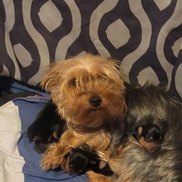Silky Terrier puppies from Fur-Ever Friends