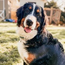 Merit - Bernese Mountain Dog