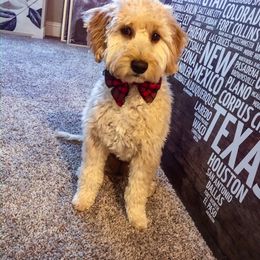 Goldendoodle Puppies from Idyllic Doodles