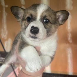 American Corgi and Pembroke Welsh Corgi Puppies from Flying K Corgis