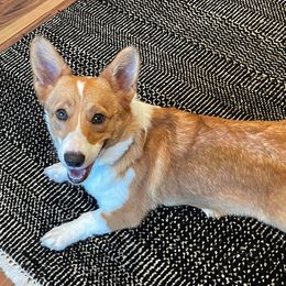 Foxy - Pembroke Welsh Corgi