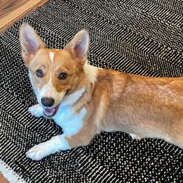 Foxy - Pembroke Welsh Corgi