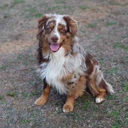 Cinch - Miniature Australian Shepherd