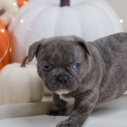 French Bulldog Puppies from Wilson Frenchies