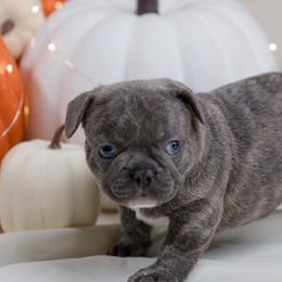French Bulldog Puppies from Wilson Frenchies