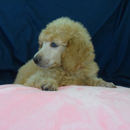 Rosemary - Apricot female Poodle puppy in Clearwater, Florida from Poodle Majesty