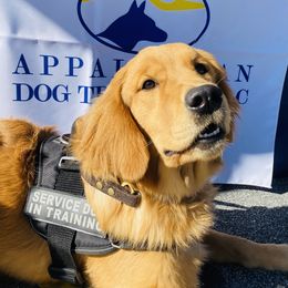 Jada - Golden Retriever