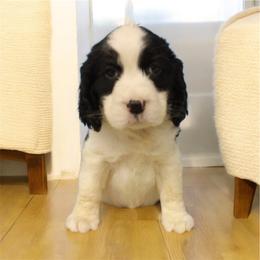 Jospeh - Black and white male English Springer Spaniel puppy in North Carolina from Ebenezer Valley ESS