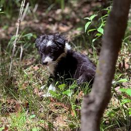 Milo - Black and white male Border Collie puppy in Paris, Texas from Broadmoor Farm