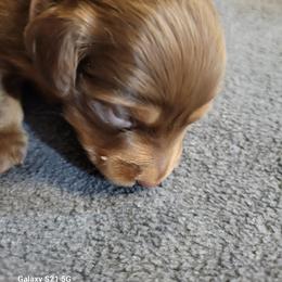 Dachshund Puppies from Weenies on the Lake