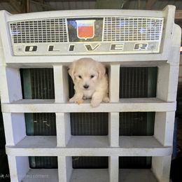 Oliver - White and tan male Maltese puppy in Ludington, Michigan from OT Maltese & Co