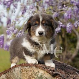 Greyson (Fluffy) - Blue male Pembroke Welsh Corgi puppy in Straughn, Alabama from Magnolia Creek Corgis