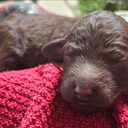 Boy 1 - Sable male Bordoodle puppy in Hillsboro, Wisconsin from Nolichuckey Bordoodles