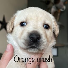 Labrador Retriever Puppies from Red Sky Retrievers LLC